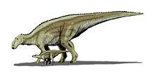 Maiasaura httpsuploadwikimediaorgwikipediacommonsthu