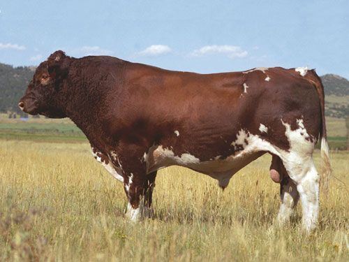 Maine-Anjou cattle MaineAnjou Breeds of Beef Cattle Pinterest Cattle and Maine