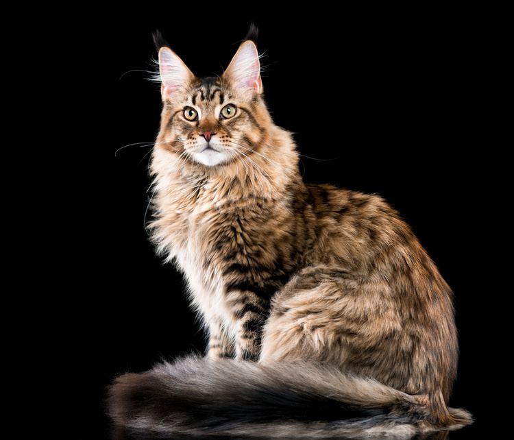 Maine Coon | Breed Information | Ownership & Care | zooplus Magazine