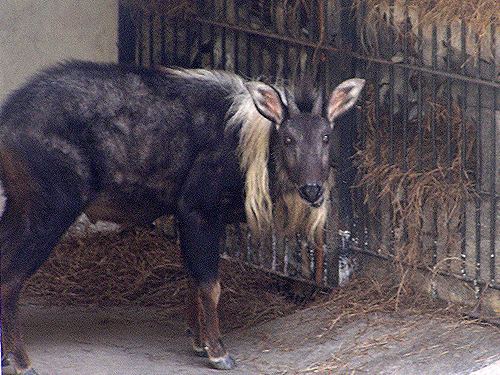 Mainland serow Chinese Serow A Strange Goat Antelope Lazer Horse