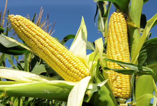 Maize Maize Farming corn Information Detailed Guide Agrifarmingin