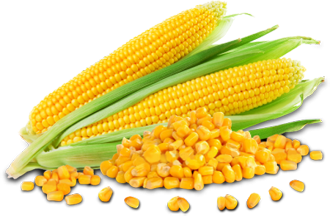 Maize Maize SRK Traders