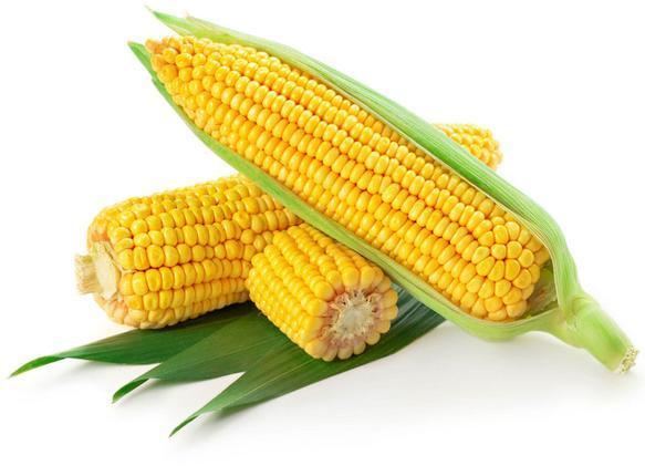 Maize Healthy prospects for maize Business Line