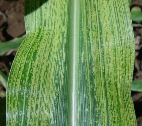 Maize streak virus Reconstructing the History of Maize Streak Viru