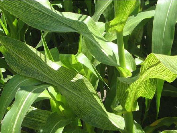 Maize streak virus Maize plants infected by Maize streak virus Photograph by