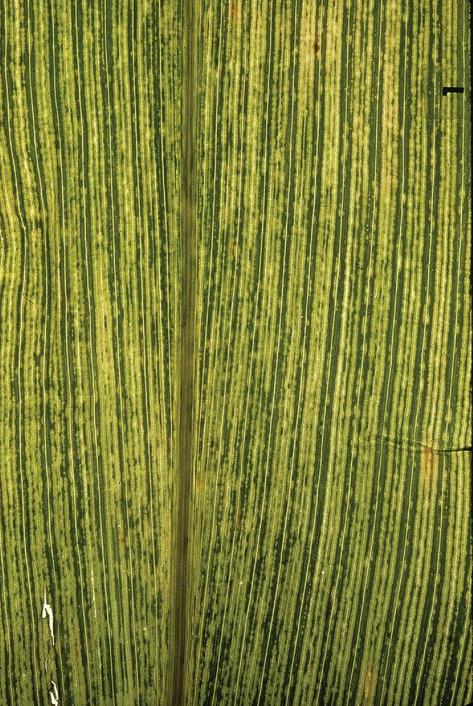 Maize streak virus Maize streak virus on maize leaf Maize leaf infected with Flickr