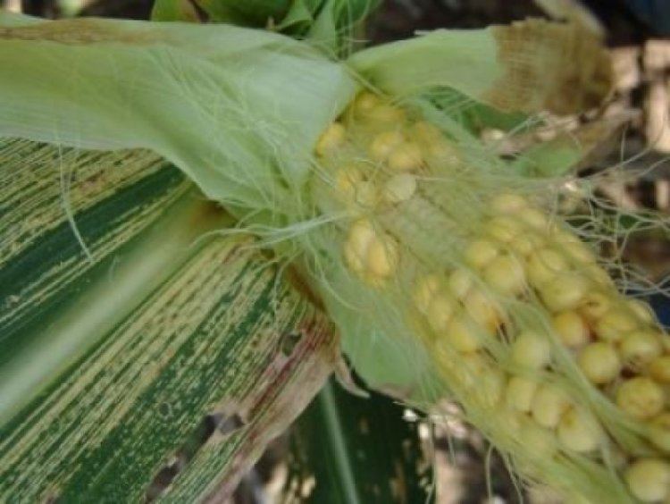 Maize streak virus httpsimagessciencedailycom2007080708151050