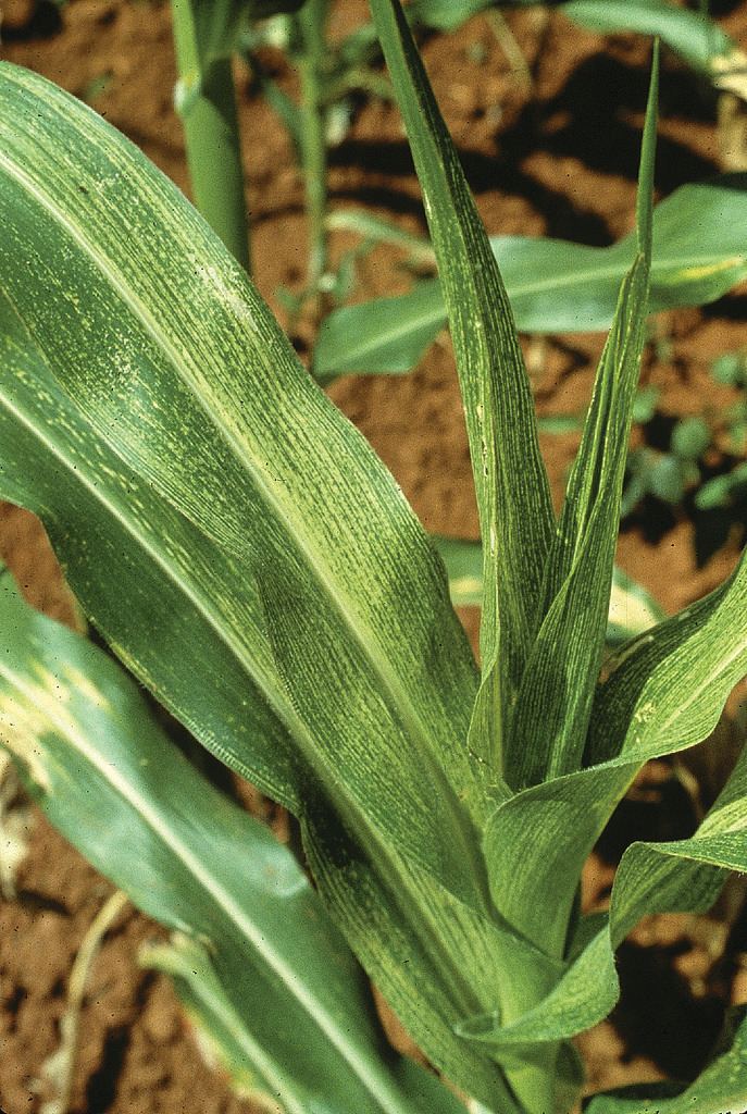 Maize streak virus Maize streak virus on maize plant Maize plant infected wit Flickr