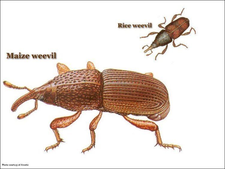 Maize weevil Common Stored Product Pests United Exterminating Company Cherry