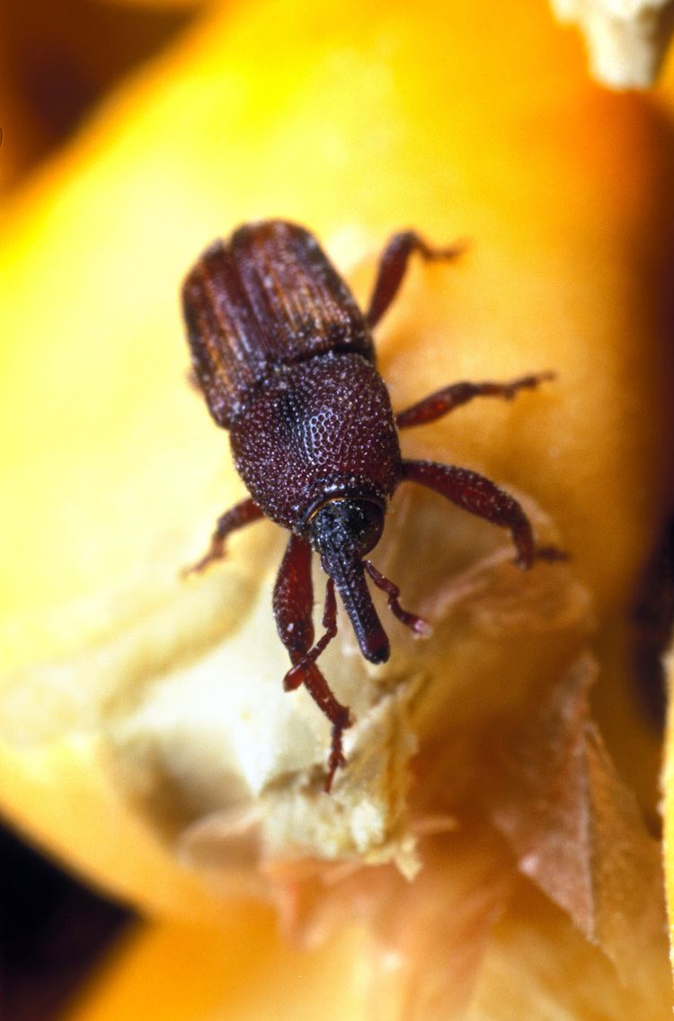 Maize weevil httpsuploadwikimediaorgwikipediacommons11