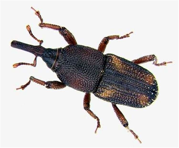 Maize weevil Factsheet Sitophilus zeamais Motschulsky 1855 Maize Weevil