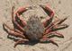 Maja squinado Maja squinado Herbst 1788 Spiny Spider Crab Common Spider Crab