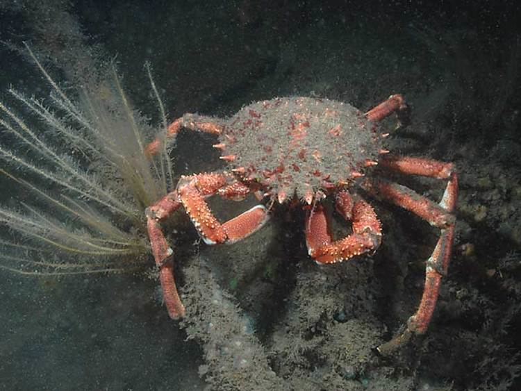 Maja squinado MarLIN The Marine Life Information Network Common spider crab