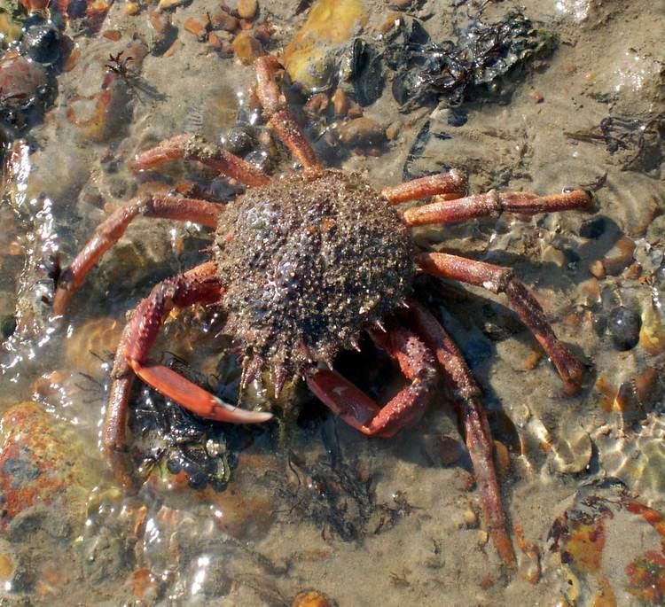 Maja squinado Spiny Spider Crabs Maja squinado