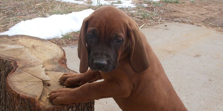 Majestic Tree Hound Majestic Tree Hound breed info Pictures amp Puppy Price