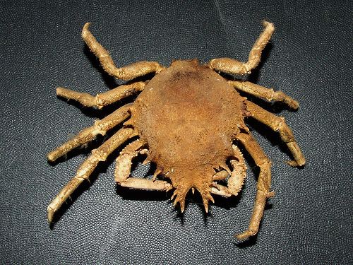 Majidae Spider Crabs Family Majidae iNaturalistorg