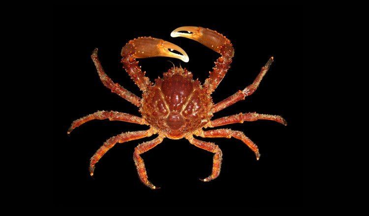 Majoidea Crab Database Crabs Superfamily Majoidea