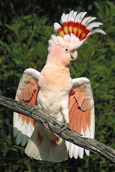 cockatoo species name