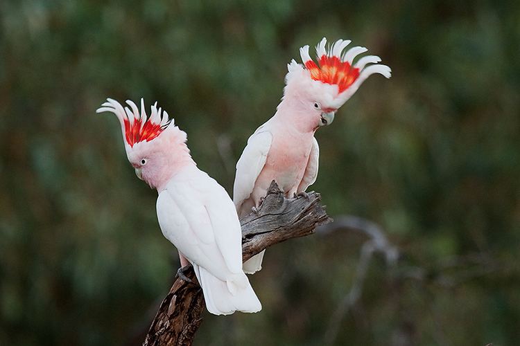 Major Mitchell's cockatoo Major Mitchell39s Cockatoo Birds SA