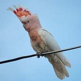 Major Mitchell's cockatoo Major Mitchell39s cockatoo Wikipedia