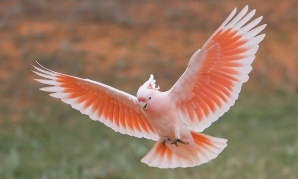 Major Mitchell's cockatoo Major Mitchell39s Cockatoo Facts Pet Care Behavior Pictures