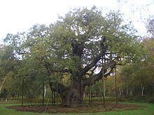 Major Oak Major Oak Wikipedia