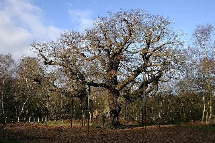 Major Oak The Major Oak of Sherwood Forest England