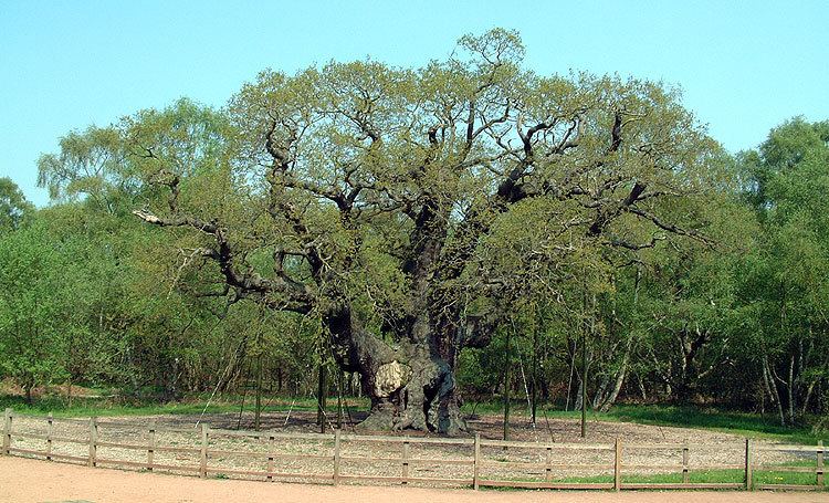 Major Oak Major Oak in Sherwood Forest the Dukeries England39s finest living