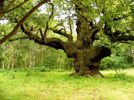 Major Oak Major Oak Nottinghamshire England Atlas Obscura