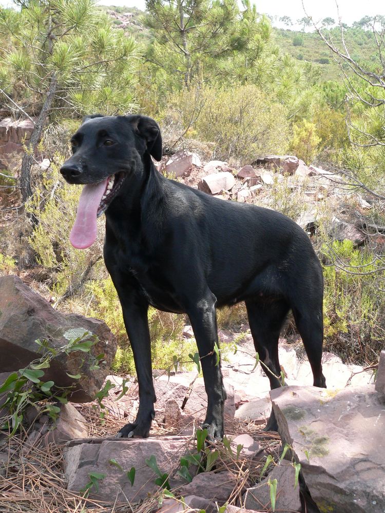 Majorca Shepherd Dog Musings of a Biologist and Dog Lover Unusual Breed Ca de Bestiar