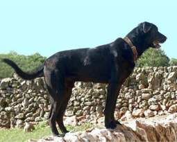 Majorca Shepherd Dog Ca de Bestiar Majorca Shepherd Dog Breed Information