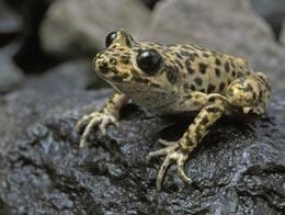 Majorcan midwife toad wwwnaturecomnews2008081128imagesnews20081