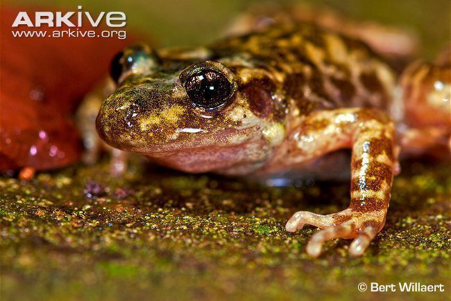 Majorcan midwife toad Mallorcan midwife toad videos photos and facts Alytes muletensis