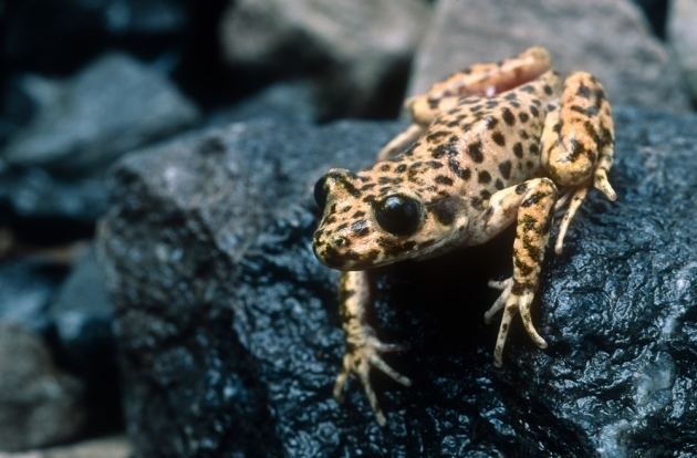 Majorcan midwife toad Wild toads saved from killer fungal disease Nature News amp Comment