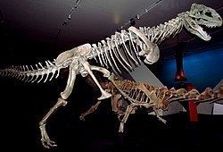 Majungasaurus Majungasaurus Wikipedia