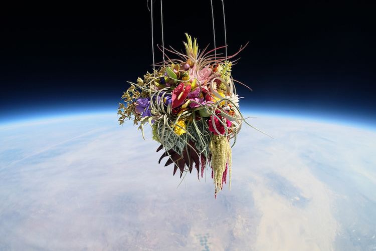 Makoto Azuma azuma makoto sends 50 year old bonzai tree into space for