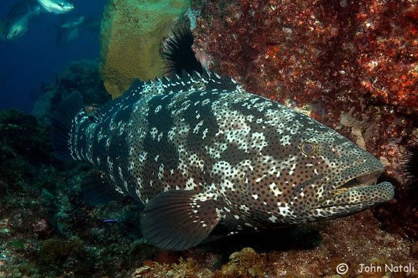 Malabar grouper malabaricus malabar grouper