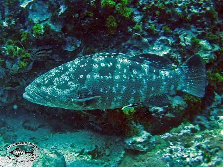 Malabar grouper wwwchaloklumdivingcomwpcontentblogsdir5fi