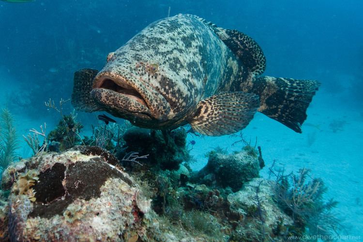 Malabar grouper grouper Epinephelus malabaricus