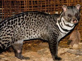 Malabar large-spotted civet wwwzooinstitutescomzoosratingimages831jpg