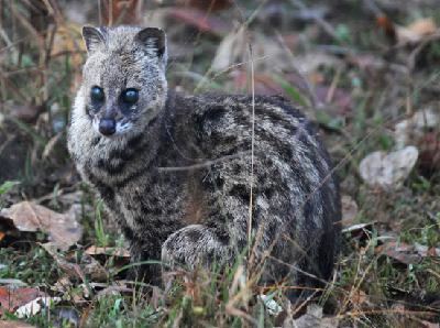 Malabar large-spotted civet Species Sheet Mammals39Planet