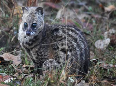 Malabar large spotted civet - Alchetron, the free social encyclopedia