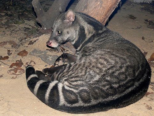 Malabar large spotted civet - Alchetron, the free social encyclopedia