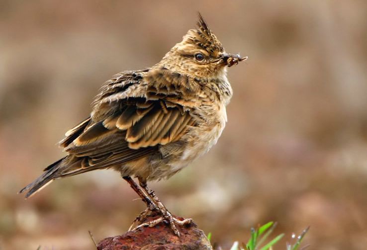 Malabar lark Malabar Lark Galerida malabarica Alaudidae Birds of India