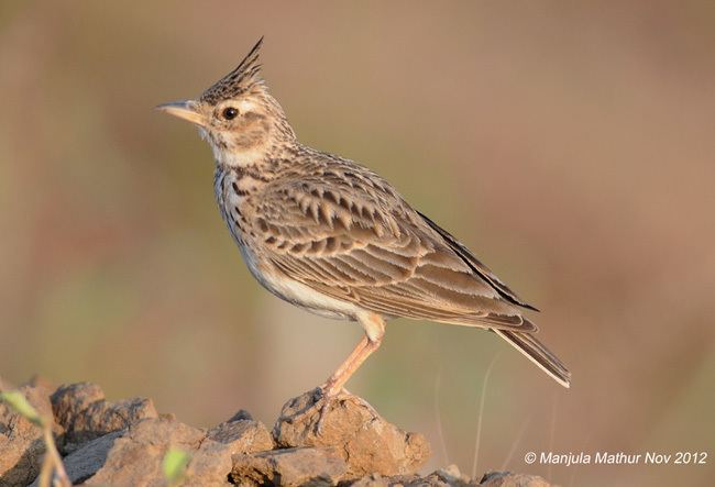 Malabar lark Oriental Bird Club Image Database Malabar Lark Galerida malabarica