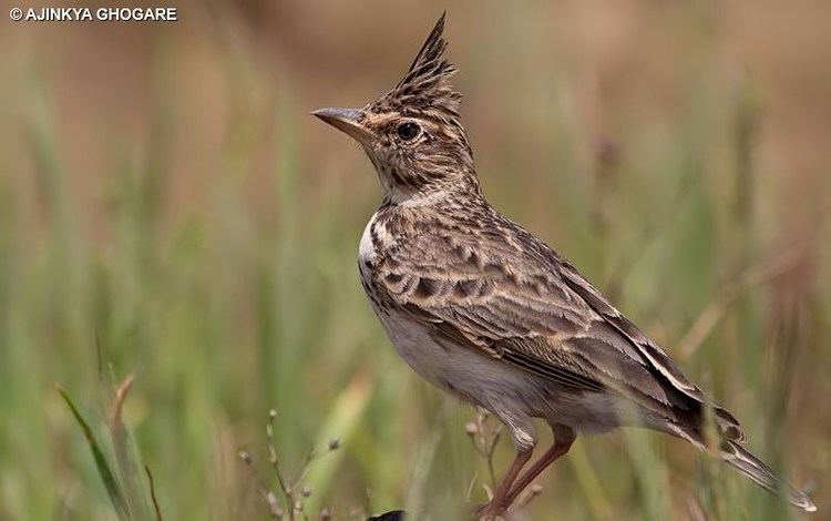 Malabar lark Malabar Lark