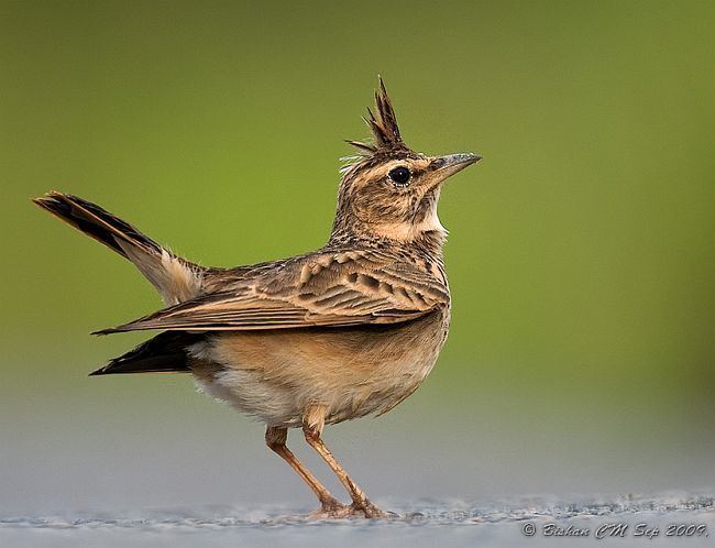 Malabar lark Oriental Bird Club Image Database Malabar Lark Galerida malabarica