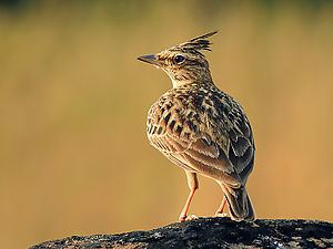 Malabar lark httpsuploadwikimediaorgwikipediacommonsthu