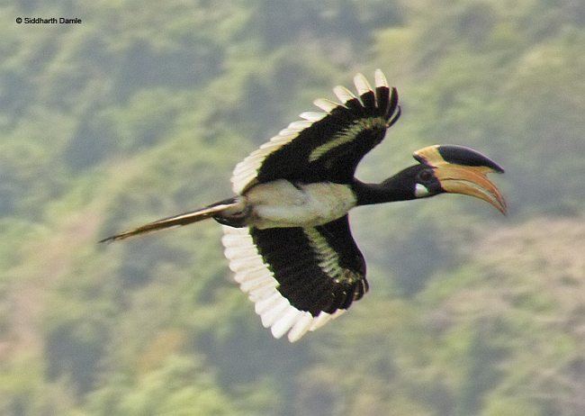 Malabar pied hornbill Oriental Bird Club Image Database Malabar Pied Hornbill