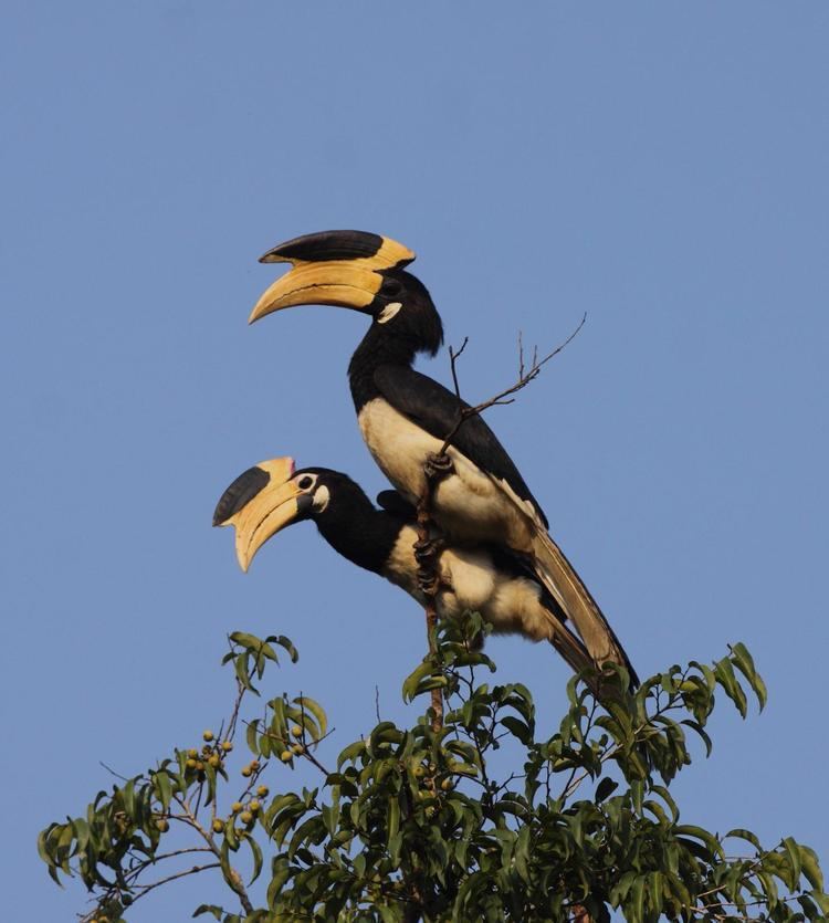 Malabar pied hornbill Malabar Pied Hornbill Anthracoceros coronatus COUPLE the